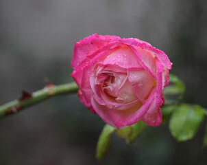 garden of village house on rainy day. light pink, red, bright, soft, fragrant rose plant. flower macro, blurry, clear shot. Rosa L., Rosaceae. postcard, floral background, pastel color.
