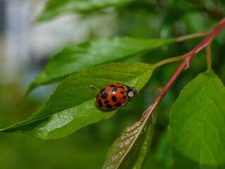 Marienkäfer auf grünem Blatt in Nahaufnahme