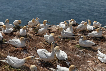 Seevogelkolonie auf Helgoland in der Nordsee. Nistende Basstölpel (Morus bassanus, Northern Gannet).