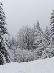 snow covered trees