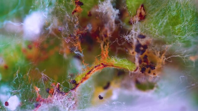 Forestry and gardening, desinsection. The result of the activities of forest pests. The leaf of the tree is wrapped in cobwebs and shat after feeding the caterpillars, gnawed on the leaves