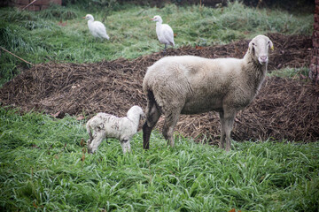 Obraz premium pecora e agnello