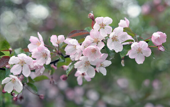 An image of bright pink flowers blooming in spring. Selective emphasis on tree branches. Nature. A blooming branch of a pink apple tree in raindrops.