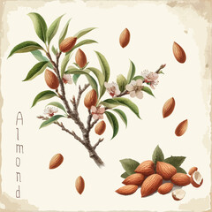 Watercolor almond vintage retro poster design. Vector almond illustration, fruits theme.