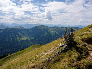 Abgestorbener Baumstumpf auf Bergwiese mit Panorama im Allgäu