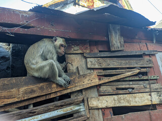 a monkey in a cage with a chain attached