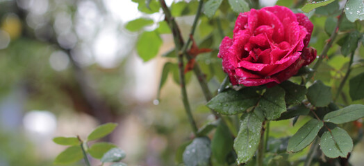 garden of the village house on rainy day. Pink, red, bright, soft fragrant plant. woody perennial plant of genus Rosa flower, blurry, clear shot. Rosa L., Rosaceae. raindrops on flower macro.
