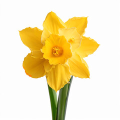 Flower daffodil on white background