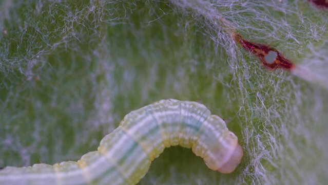 Caterpillar of notodontid moths (Ptilophora) tries to gnaw the leaf, but the pubescence protects the plant from attack. Plants use passive pest protection methods. Ultra macro, focus on a leaf hair