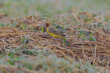 Red-headed bunting (Emberiza bruniceps) at Bosipota, Hoogly, West Bengal, India
