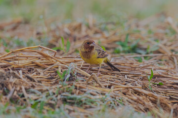 Red-headed bunting (Emberiza bruniceps) at Bosipota, Hoogly, West Bengal, India