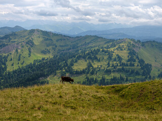 Obraz premium Kuh auf Almwiese mit Aussicht auf grüne Allgäuer Berge