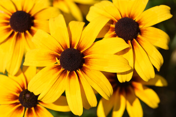 Obraz premium Rudbeckia Hirta. wild flower in nature. beautiful yellow flowers. floral background. big spring or summer flower. Rudbeckia hirta, Marmelade, is a nice garden plant. autumn season, bloom, close-up
