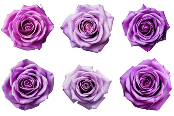 Set of purple rose macro top view on transparent background