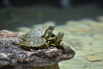 Red eared baby turtles in a pond