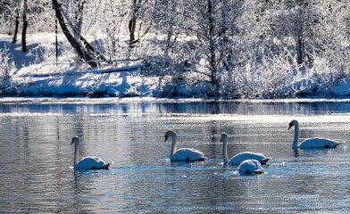 Flock of 5 swans (Cygnus olor) gliding on freezing calm water of ice cold river Ruhr in Sauerland Germany on a cold winters morning. Snowy and romantic scenery with bright sunlight and wild water fowl