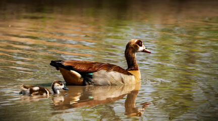 A female Egyptian goose with a chick.  Photographed in the Kruger National Park, South Africa.