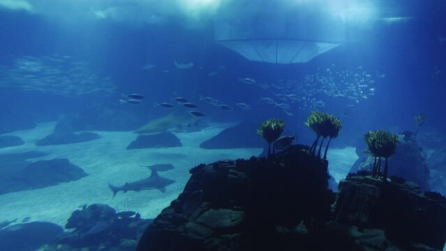 Giant aquarium or fish tank with several species.
