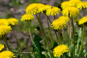 yellow dandelions growing on a lawn illuminated by the sunlight, springtime wild flowering plant with green leaves on stem. macro nature, natural background, close-up