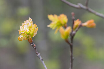 oak leaves. young leaves on a tree branch with sunlight, natural foliage background, young oak leaves background, park or forest. spring season, nature, close-up. space for text. soft focus
