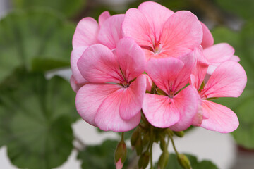 Geranium. small pale pink flowers. Floral background. Pink flowers of homegrown violets in a pot on a green background. bokeh, beautiful flower, close-up. beauty in nature, gardening, macro photo.