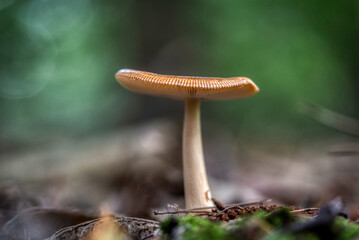 Lactifluus volemus (voluminous-latex milky)