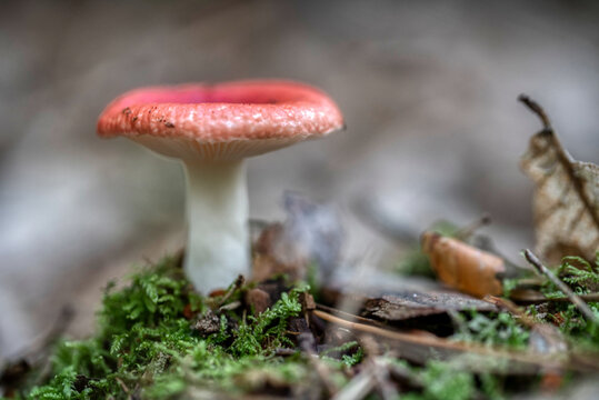 Two russula rosea growing in the woods