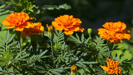 orange beautiful flowers marigolds close-up. Close up of beautiful flower pattern of marigold in the garden. Marigolds erect, Mexican, Aztec or African marigold. beauty in nature