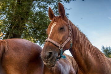 Obraz premium portrait of beautiful male horse with white spot in forehead