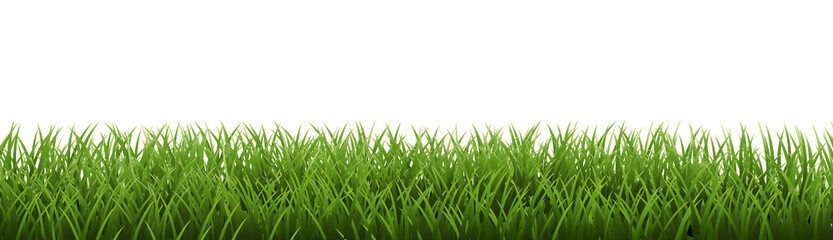 Fototapeta premium Green Grass Border Isoalated White Background