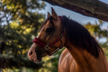 Obraz premium portrait of beautiful male horse with white spot in forehead