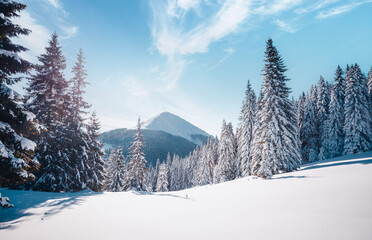 Fascinating winter landscape of nature with fir trees covered with snow. - obrazy, fototapety, plakaty