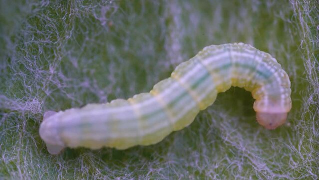 Caterpillar of notodontid moths (Ptilophora) tries to gnaw the leaf, but the pubescence protects the plant from attack. Plants use passive pest protection methods. Ultra macro, focus on a leaf hair