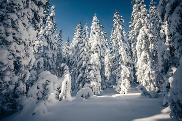 A frosty and sunny day in a snowy forest with frozen fir trees.