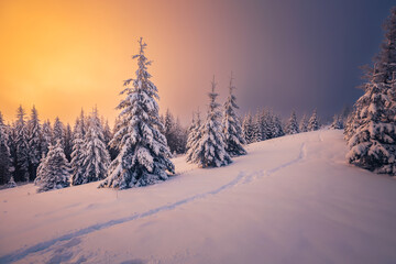 Awesome winter landscape with spruces covered in snow.