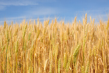 Wheat field. Agriculture. Blue sky and wheat field.