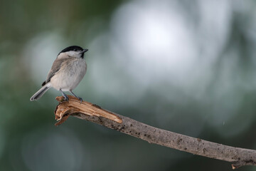 Marsh Tit, Poecile montanus,  single bird on branch