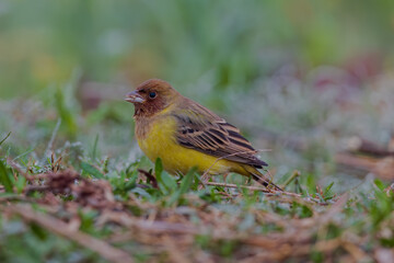 Red-headed bunting (Emberiza bruniceps)  at Bosipota, Hoogly, West Bengal, India