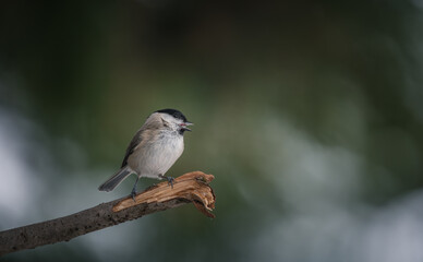 Marsh Tit, Poecile montanus,  single bird on branch