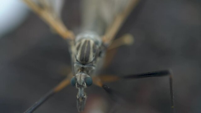 Grandfather-long-legs (Tipula) natural portrait, This monster can serve as model for movie aliens, Alien minded life form (ufology) or creature from repertoire of Hieronymus Bosch or for horror movie