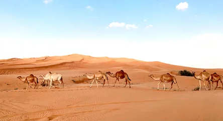 Türaufkleber Dubai desert, camels © SONJA