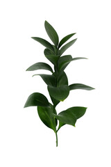 Obraz premium Ruscus branch on a white background. One branch of a plant with green leaves on a white background isolated close-up. Decorative element of natural floral design.