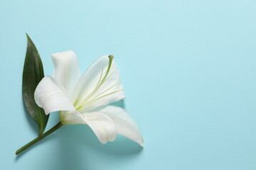 white lily on a paper
