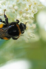 beautiful  blossom  of white  hydrangea  with working bumblebee at sunny day. macro