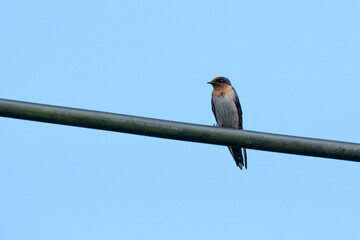 Pacific Swallow or Hirundo tahitica observed in Waigeo in West Papua, Indonesia © Mihir Joshi