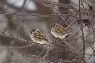 Two sparrows on a branch