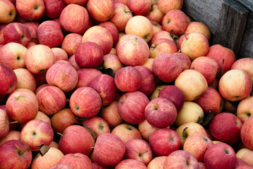 Crate full of gala apples