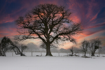 Beautiful large tree silhouetted against a fiery sky at sunset on a snowy winters day.
