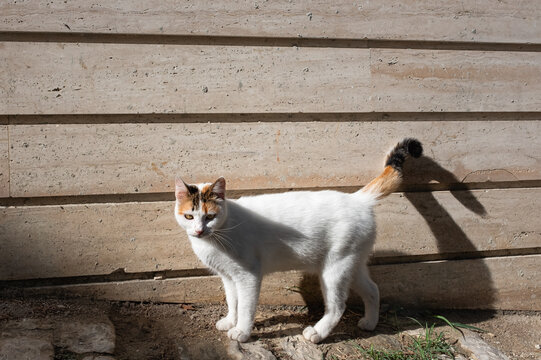 Cute white cat on a street. Cat walking on the street with wooden wall background, street photo