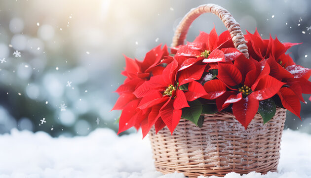 Basket with red poinsettia flowers on snowy nature blurred background